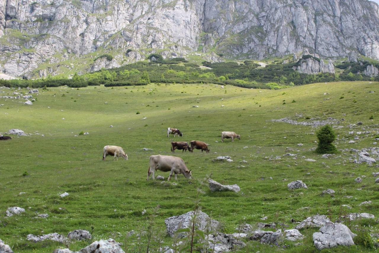 Casuta De Langa Padure Hotel Moeciu De Sus Buitenkant foto
